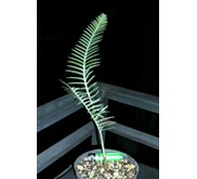 DIOON MEREOLAE