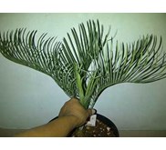 BLUE CYCADS CAIRNSIANA