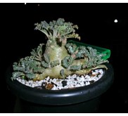 DORSTENIA LAVRANI 12 CABANG, FEMALE PLANT