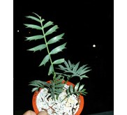 E.HORRIDUS 1 6 DAUN