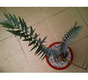 E.HORRIDUS 7 CM