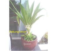 Bakung daun lebar