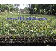 [ Jual] Bibit Durian Montong | Bibit Durian Montong Murah | Bibit Durian Berbagai Ukuran