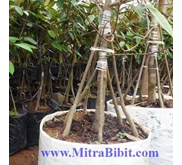 [ Jual] Bibit Durian Bawor | Bibit Durian Bhineka Bawor | Bibit Durian Bawor Murah