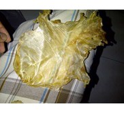 perut ikan