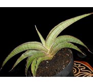 SANSEVIERIA Sp Angola
