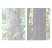 Stok Kayu Meranti