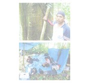 Stok Kayu Meranti