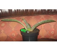 sansevieria super pink
