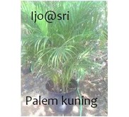 Palem kuning