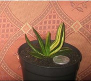 Gasteria Pilansi Variegated