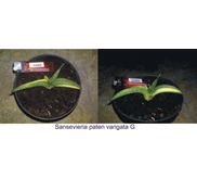 Sansevieria paten varigata G