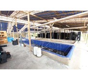 Kepiting Kroyo