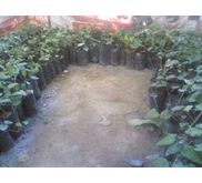 sedia bibit cabe jamu cabe jawa lempuyang