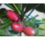 Bibit Buah Ajaib ( Miracle Fruits)