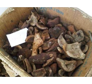 KOPRA FLORES KERING PATAH