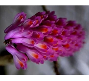 Dendrobium Secundum
