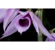 Dendrobium Anosmum