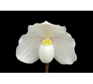 Paphiopedillum Niveum