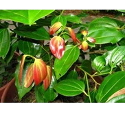 Minyak Kayu Manis, Daun ( Cinnamon Leaf Oil)