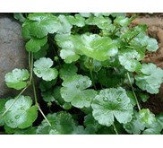 Daun Pegagan