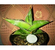 sansevieria powelii