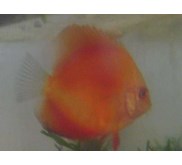 Red Discus