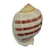 Kerang Striped Tonna
