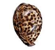 Kerang Tiger Cowrie
