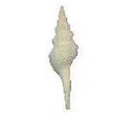 Kerang White Spindle