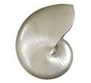 Kerang Laut Nautilus Poles