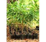 BELI BIBIT BAMBU WULUNG DAN ORI