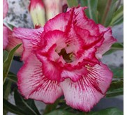 King Blossom