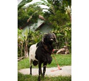 Domba dan Sapi Kurban