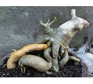 Adenium Bonggol Emas
