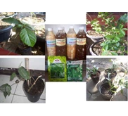 Bibit Tambulapot Buah dan Sayur