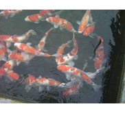 BENIH IKAN KOI
