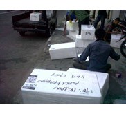 BENIH IKAN MAS