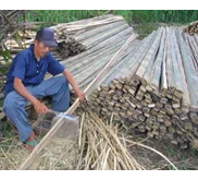 * * * * * Bambu untuk tiang bendera partai * * * * *