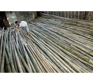 * * * * * Bambu untuk tiang bendera partai * * * * *