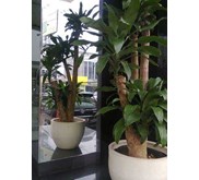 tanaman berukuran jumbo 021-70057111