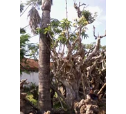 kamboja bali