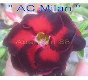 AC Milan