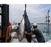 Kapal Ikan Taiwan