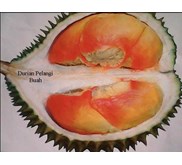 Durian Pelangi