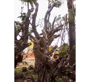 pohon kamboja bunga 3warna