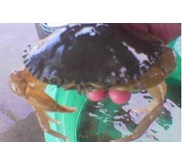 Penawaran Jual