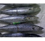 Tenggiri ( spanish mackerel )