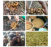 Coffee Excelsa ( Liberika) Betara Tanjung Barat Jambi Wild Civet/ Biji Kopi Excelsa Jambi Luwak Liar