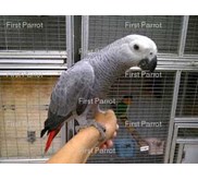 Burung African Grey